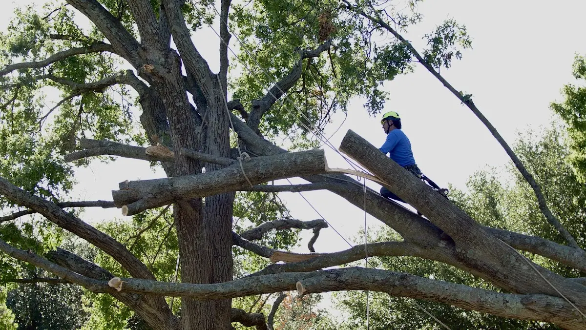 Professional Hazardous Tree Removal performed by certified arborists in Huntley